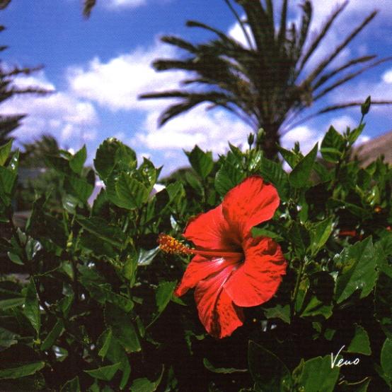 Hibiscus