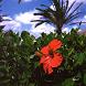 Hibiskus